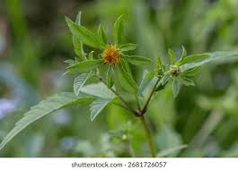 Attēlu rezultāti vaicājumam “Bidens tripartita”