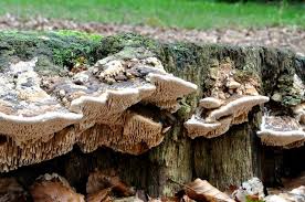 Attēlu rezultāti vaicājumam “Daedalea quercina”