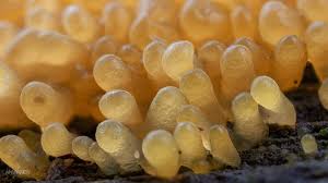 Attēlu rezultāti vaicājumam “Arcyria affinis macro”