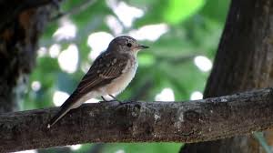 Attēlu rezultāti vaicājumam “Muscicapa striata juvenile”