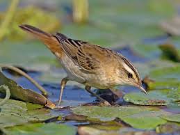 Attēlu rezultāti vaicājumam “Acrocephalus schoenobaenus adult”