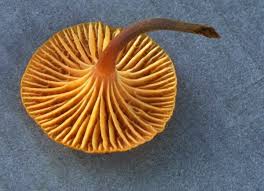 Attēlu rezultāti vaicājumam “Xeromphalina campanella”