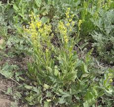 Attēlu rezultāti vaicājumam “Sisymbrium volgense”
