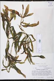 Attēlu rezultāti vaicājumam “Potamogeton lucens”