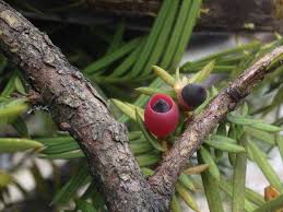 Attēlu rezultāti vaicājumam “Taxus baccata fruit”