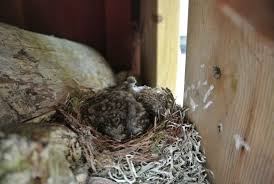 Attēlu rezultāti vaicājumam “Muscicapa striata nest”
