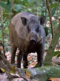 Attēlu rezultāti vaicājumam “Sus scrofa”