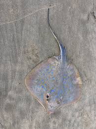 Image result for Dasyatis chrysonota