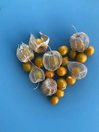 Attēlu rezultāti vaicājumam “Poa angustifolia fruit”