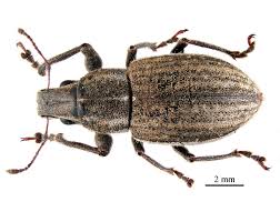 Attēlu rezultāti vaicājumam “Podostroma leucopus”