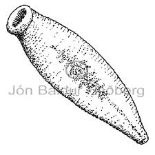 Attēlu rezultāti vaicājumam “Hirudinea”