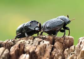 Attēlu rezultāti vaicājumam “Sinodendron cylindricum male”