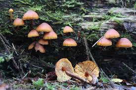 Attēlu rezultāti vaicājumam “Gymnopilus picreus”
