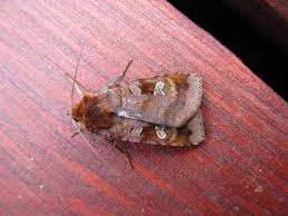 Attēlu rezultāti vaicājumam “Diarsia brunnea”