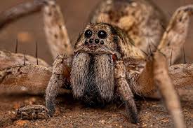 Image result for spider