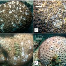 Image result for Scarus trispinosus