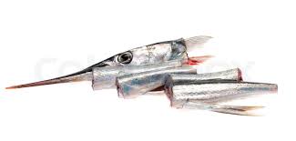 Attēlu rezultāti vaicājumam “Belone belone”