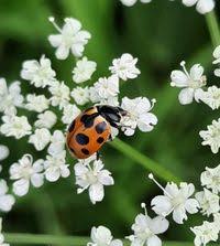 Attēlu rezultāti vaicājumam “Hippodamia notata”