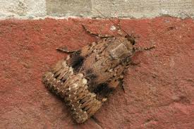 Attēlu rezultāti vaicājumam “Amphipyra livida”