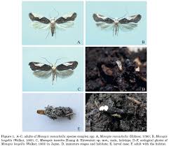 Attēlu rezultāti vaicājumam “Monopis monachella”