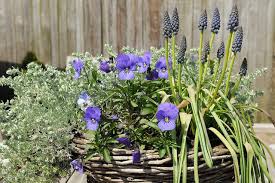 Attēlu rezultāti vaicājumam “Muscari armeniacum flower”