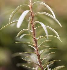 Attēlu rezultāti vaicājumam “Hippophae rhamnoides leaf”