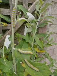 Attēlu rezultāti vaicājumam “Depressaria olerella imago”