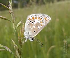 Attēlu rezultāti vaicājumam “Aricia artaxerxes  underside”