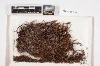 Attēlu rezultāti vaicājumam “Pseudocalliergon turgescens”