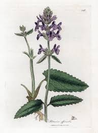 Attēlu rezultāti vaicājumam “Stachys officinalis”
