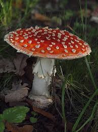 Image result for vliegenzwam