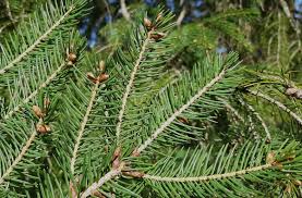 Attēlu rezultāti vaicājumam “Picea abies leaf”