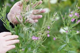 Image result for Weidenröschen