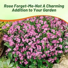 Attēlu rezultāti vaicājumam “Myosotis”