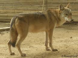 Attēlu rezultāti vaicājumam “Canis lupus”