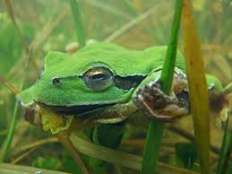 Attēlu rezultāti vaicājumam “Hyla arborea”