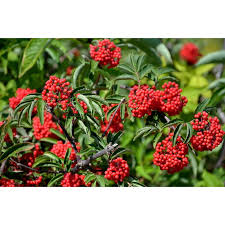 Attēlu rezultāti vaicājumam “Sambucus racemosa fruit”