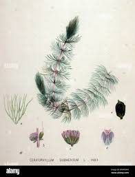 Attēlu rezultāti vaicājumam “Ceratophyllum submersum”