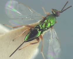 Attēlu rezultāti vaicājumam “Torymidae”