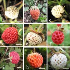 Attēlu rezultāti vaicājumam “Fragaria viridis fruit”