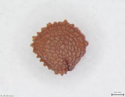 Attēlu rezultāti vaicājumam “Stellaria pallida”