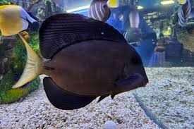 Image result for Ctenochaetus hawaiiensis