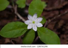 Attēlu rezultāti vaicājumam “Trientalis europaea flower”