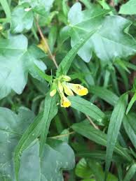 Attēlu rezultāti vaicājumam “Melampyrum pratense leaf”