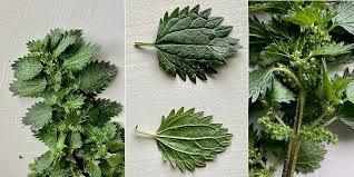 Attēlu rezultāti vaicājumam “Urtica urens leaf”