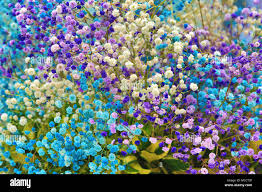 Attēlu rezultāti vaicājumam “Gypsophila paniculata flower”