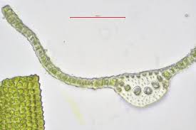 Attēlu rezultāti vaicājumam “Oxystegus tenuirostris”