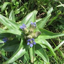 Attēlu rezultāti vaicājumam “Gentiana cruciata bud”