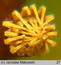 Attēlu rezultāti vaicājumam “Leskea polycarpa macro”