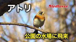 「アトリ・レギンハルト」の画像検索結果